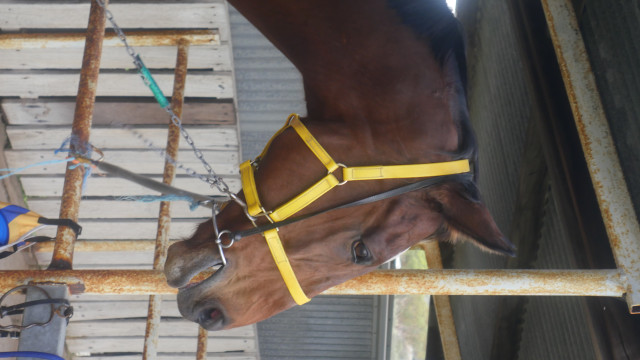 Can't wait to race my mates. Of course I'll win!!