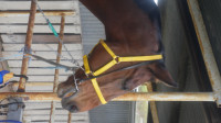 Can't wait to race my mates. Of course I'll win!!